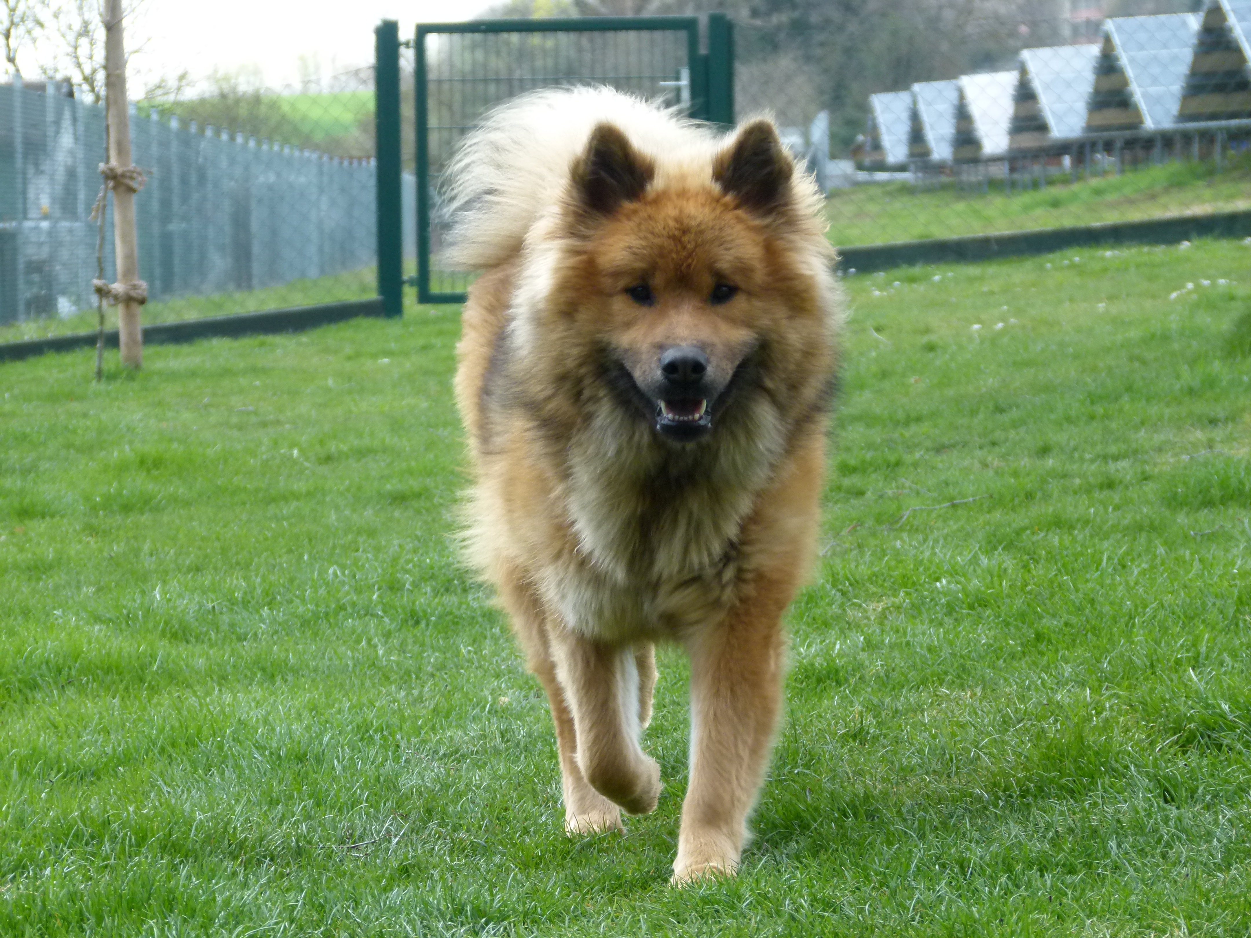 Tamina von der Wolfsangel